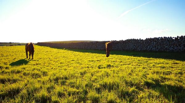 Meilleures pratiques pour la santé bucco-dentaire de chevaux à Toucy